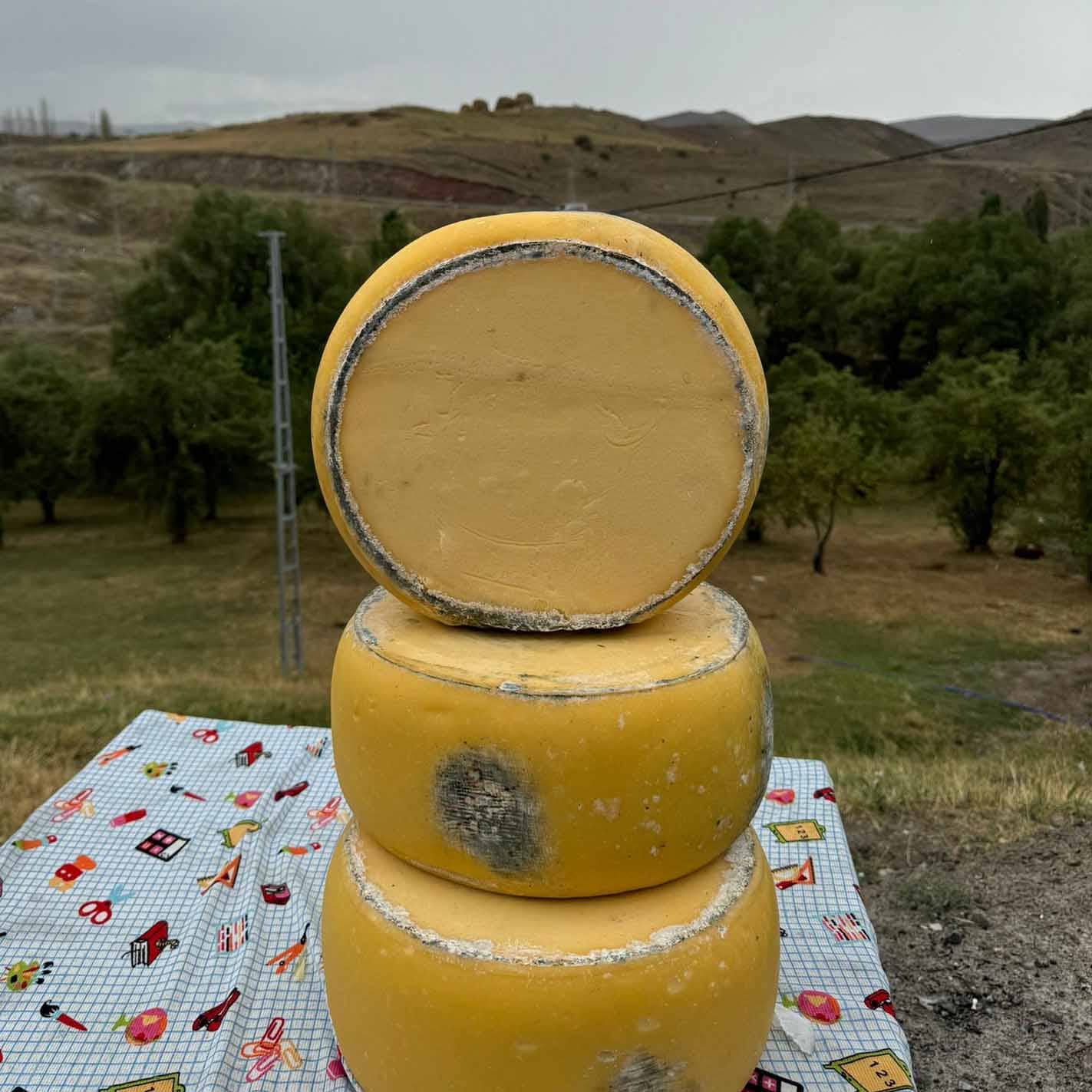 Tekerlek Eski Kaşar Peyniri